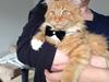 Maine Coon Winnie