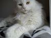 Maine Coon Sazi