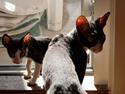 Cornish Rex Selena Light's Zodiak of Loveid