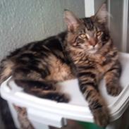 Maine Coon Chacoon Night Moon Hudson