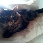 Maine Coon Chacoon Night Moon Hudson