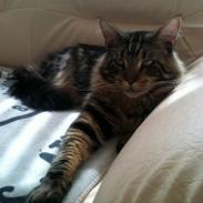 Maine Coon Chacoon Night Moon Hudson