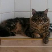 Maine Coon Chacoon Night Moon Hudson