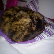 Blanding af racer Ronja Jason Svup