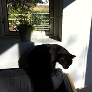 Blanding af racer Røde