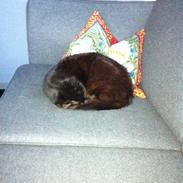 Blanding af racer Røde