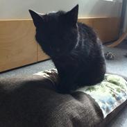 Blanding af racer Røde