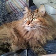 Sibirisk Kat Muza IZ Lunnoy Serenady MYSSE