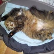 Sibirisk Kat Muza IZ Lunnoy Serenady MYSSE