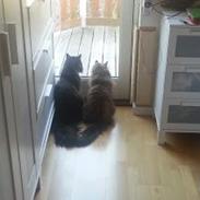 Sibirisk Kat Muza IZ Lunnoy Serenady MYSSE