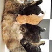 Sibirisk Kat Muza IZ Lunnoy Serenady MYSSE