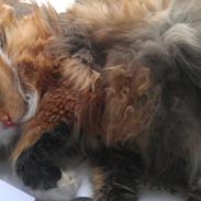 Norsk Skovkat Misty Fleur D´la Mis