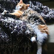 Norsk Skovkat Misty Fleur D´la Mis