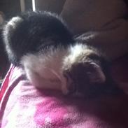 Huskat Mew