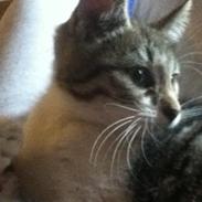 Huskat Mew