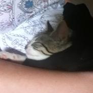 Huskat Mew