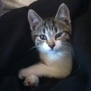 Huskat Mew