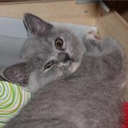 British Shorthair Nora