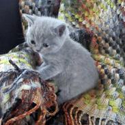 British Shorthair Nora