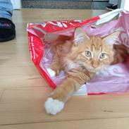 Maine Coon Winnie