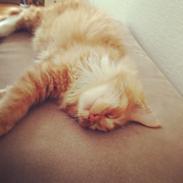 Maine Coon Winnie