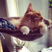 Maine Coon Winnie