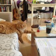 Maine Coon Winnie