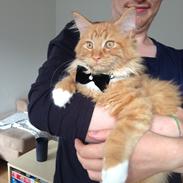 Maine Coon Winnie