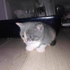 British Shorthair DK Mavika's Påskelilje (aka Nala)