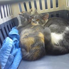 British Shorthair DK Mavika's Påskelilje (aka Nala)