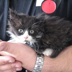 Blanding af racer Bobby