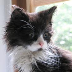 Blanding af racer Bobby