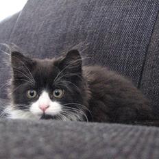 Blanding af racer Bobby