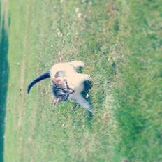 Huskat Anton (mandsen) Den charmerende fyr.