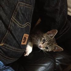 Huskat Malou