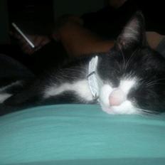 Blanding af racer Mulle