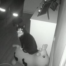 Blanding af racer Mulle