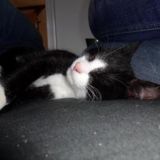 Blanding af racer Mulle