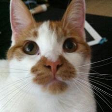 Blanding af racer Patmand