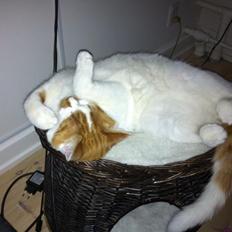 Blanding af racer Patmand