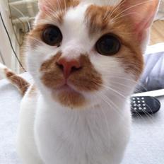 Blanding af racer Patmand