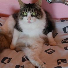 Norsk Skovkat Bosse | The Little Tiger |<3