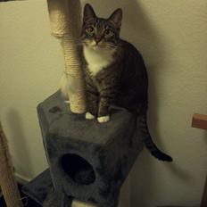 Huskat Lucifer