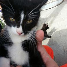 Blanding af racer Messerschmidt