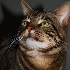 Blanding af racer Captain Morgan