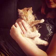 Blanding af racer Jesse