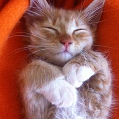 Blanding af racer Jesse