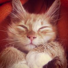 Blanding af racer Jesse