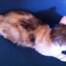 Blanding af racer Freja