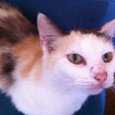 Blanding af racer Freja